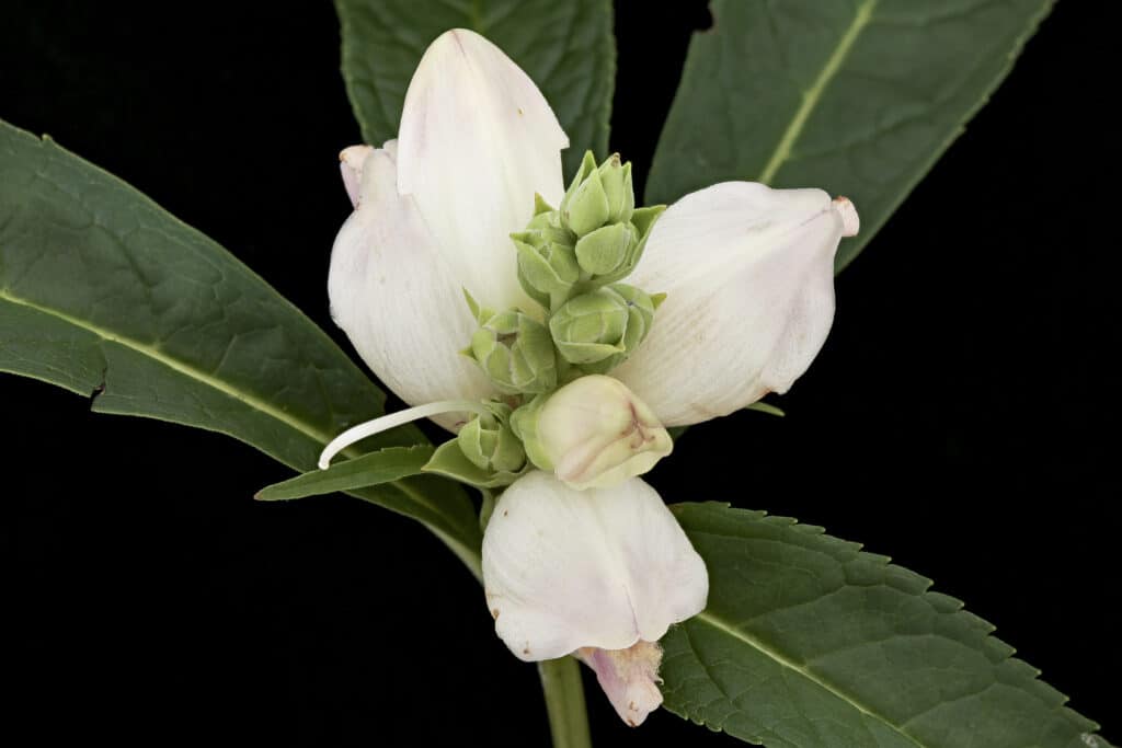 Chelone glabra Turtlehead flower