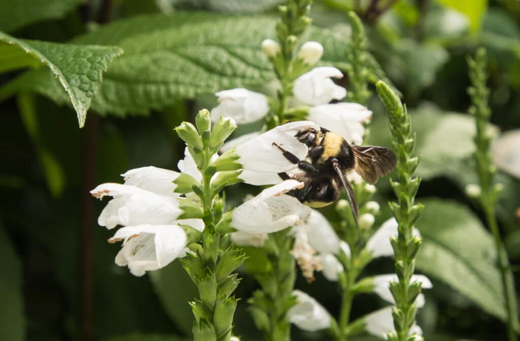 Chelone glabra flower and bee