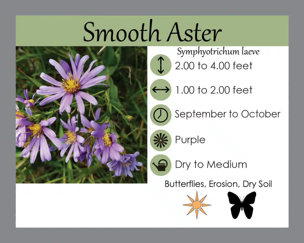 Smooth Aster