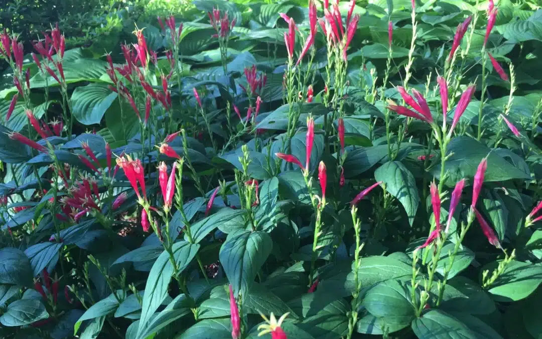Maryland Native Plants for Shade: Spigelia marilandica – ‘Little Redhead’ Indian Pink