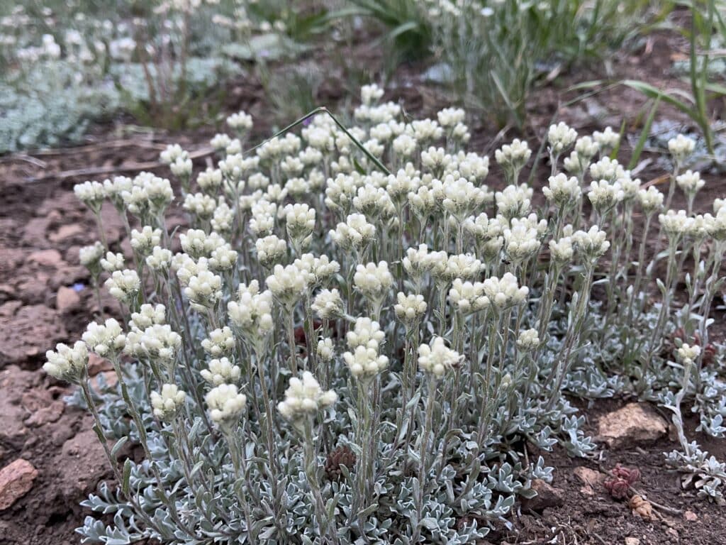 pussytoes  Antennaria plantaginifolia flowering