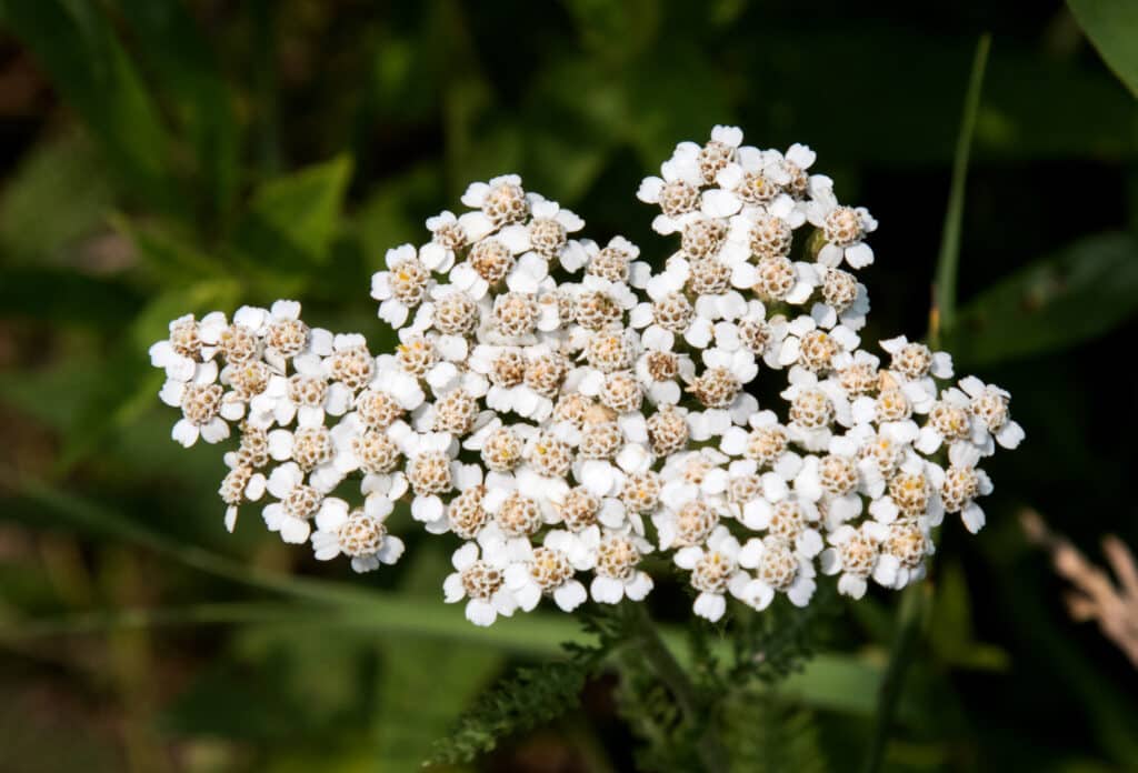 Achillea millefolium flowers