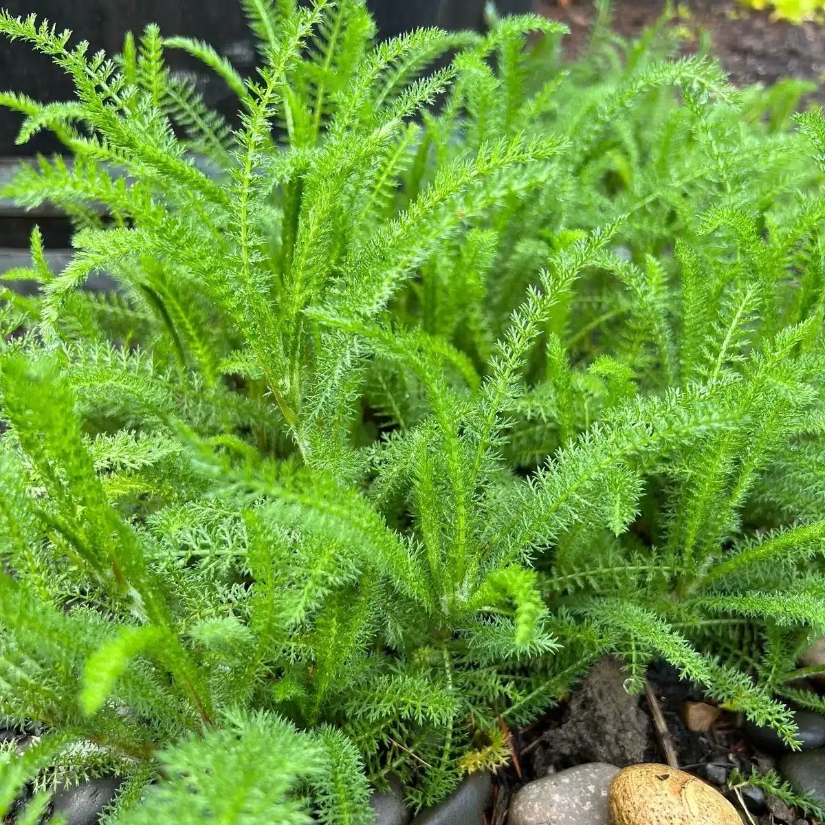 Achillea millefolium foliage