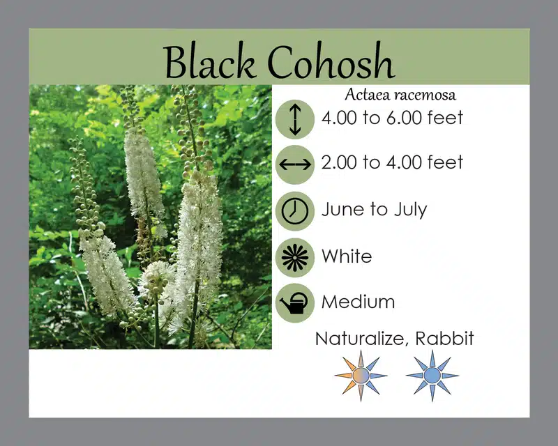 Black Cohosh info card