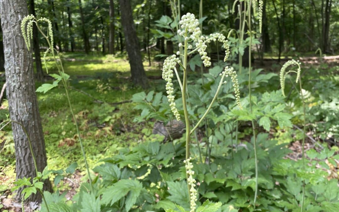 Maryland Native Plants for Summer Shade: Actaea racemosa – Black Cohosh