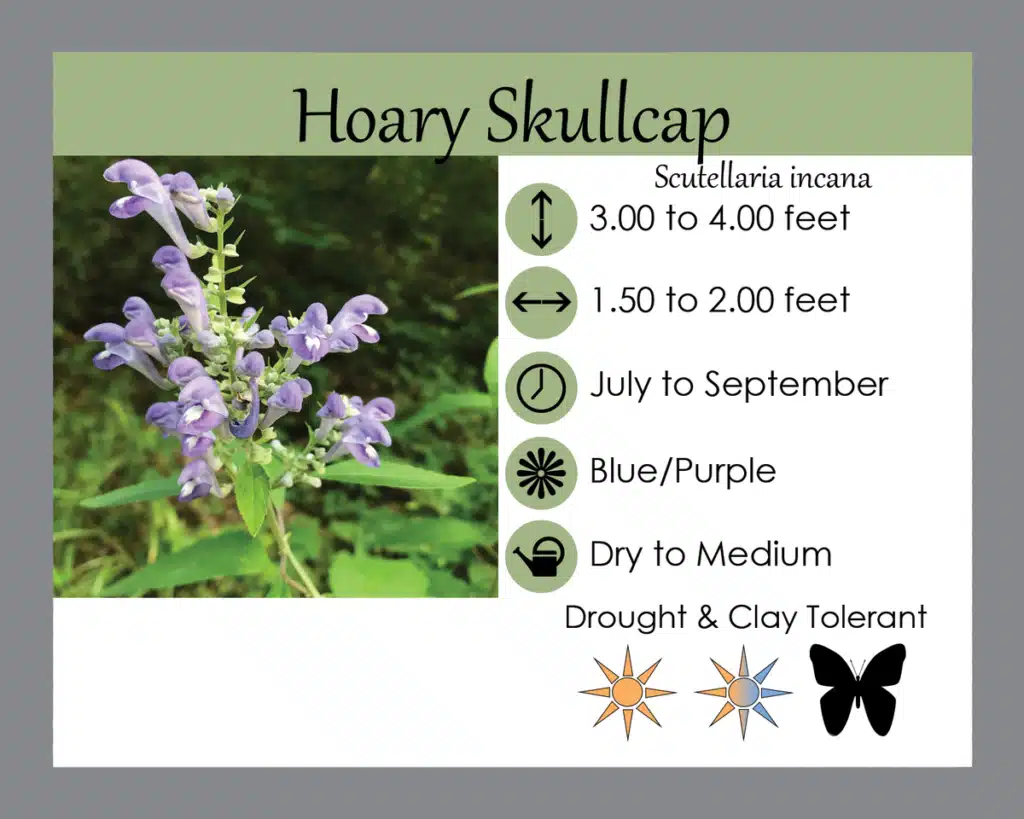 Hoary Skullcap