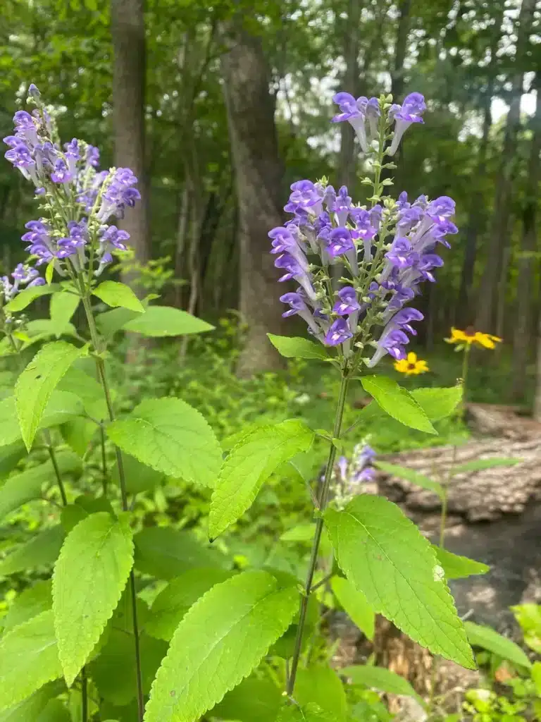 Hoary Skullcap flowers and foliage