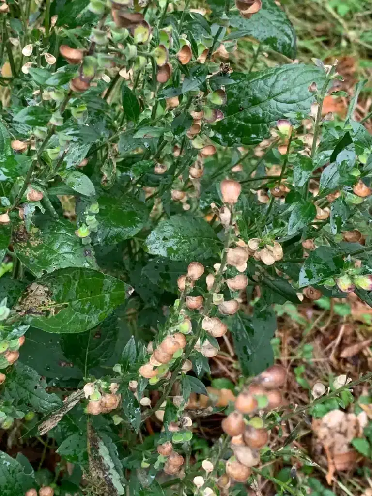 Hoary Skullcap seed pods