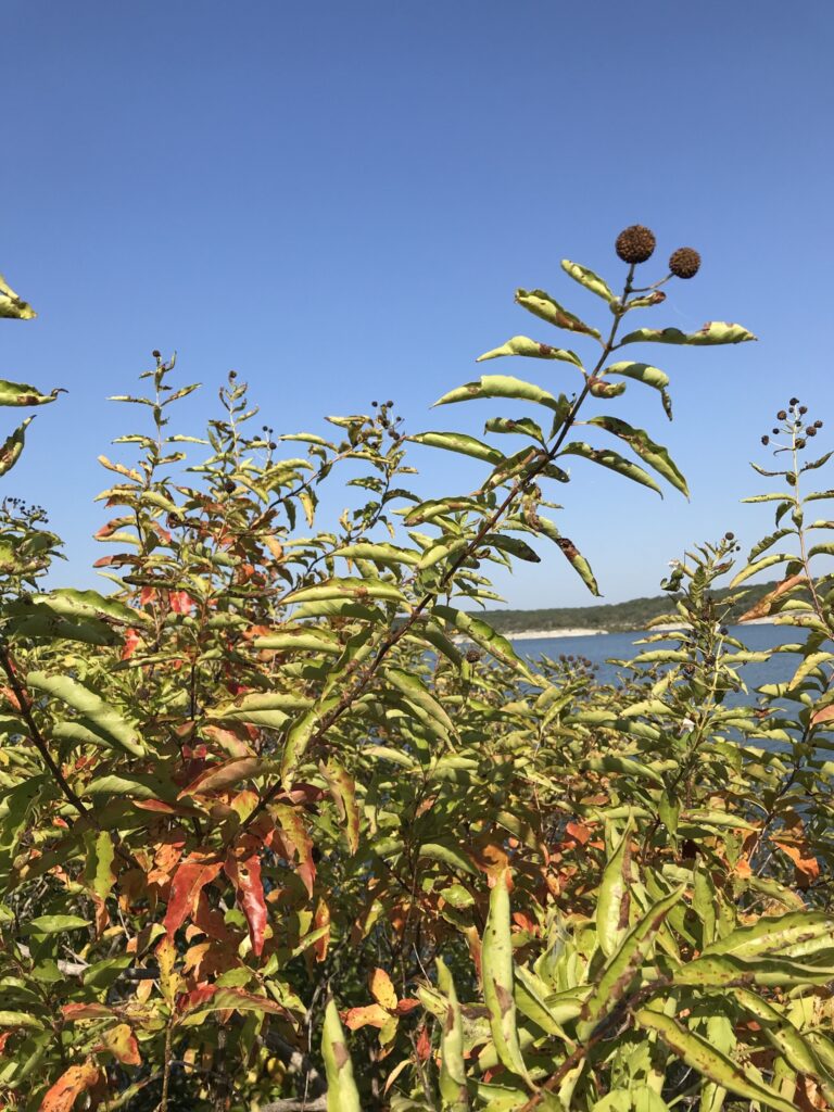 Buttonbush in early fall