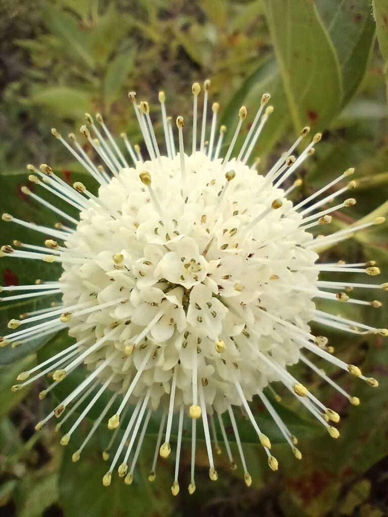 Buttonbush flower detail