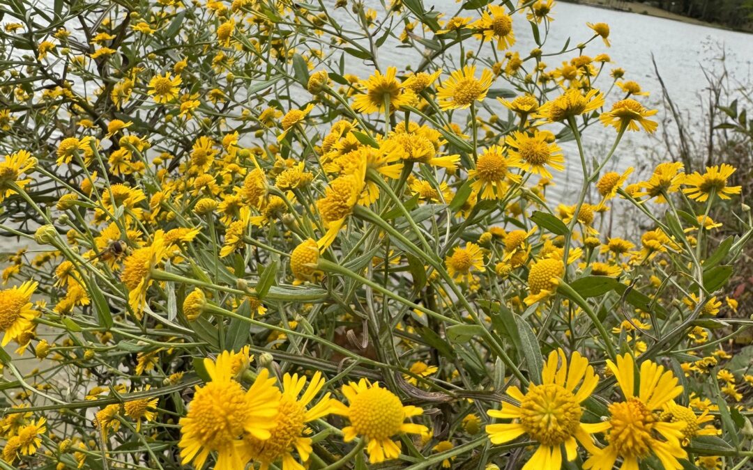 Maryland Native Plants for Fall blooms: Helenium autumnale – Sneezeweed