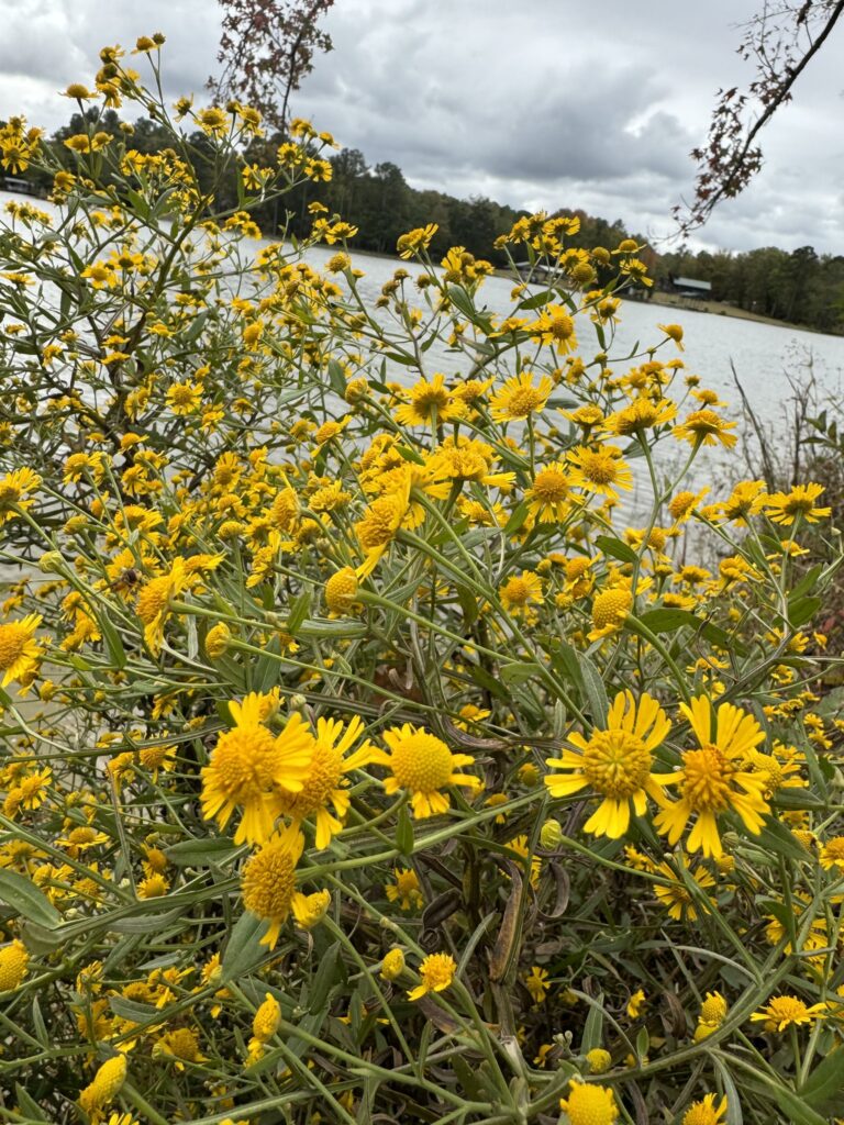 Helenium autumnale mass planting