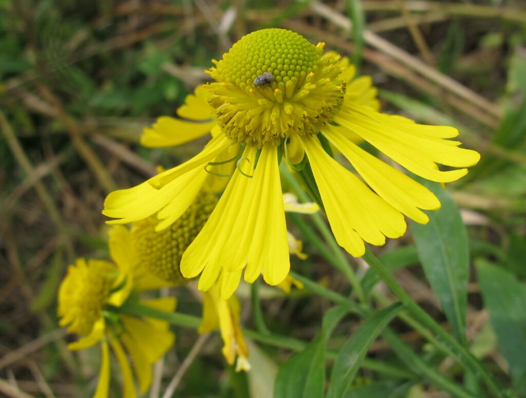 Helenium autumnale flower