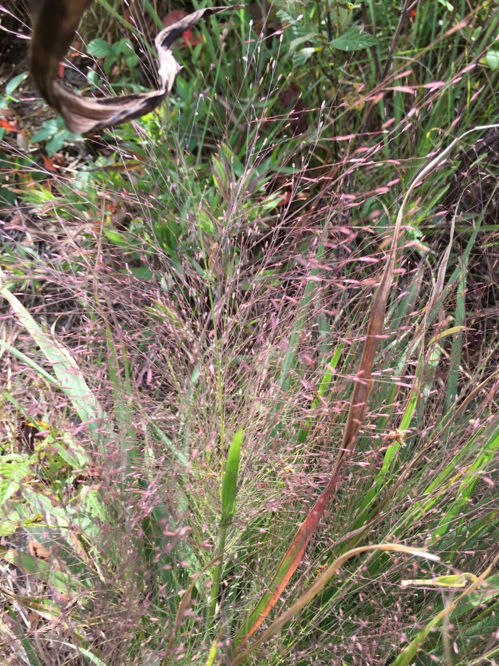 Eragrostis spectabilis - Purple Love Grass