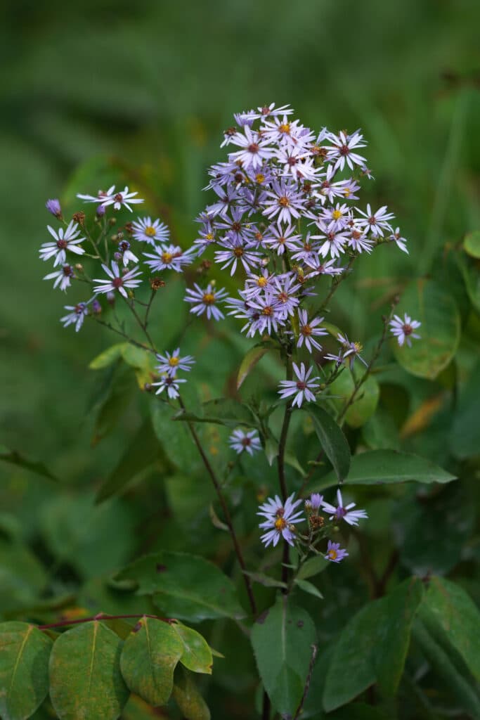 Smooth aster flowers and foliage