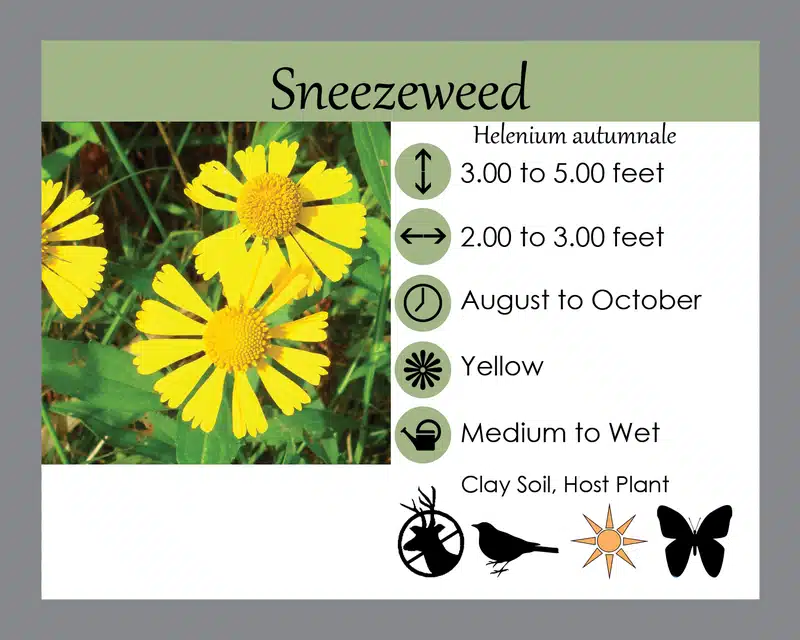 sneezeweed info card