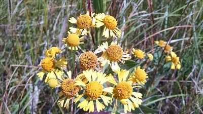 Late fall sneezeweed in meadow