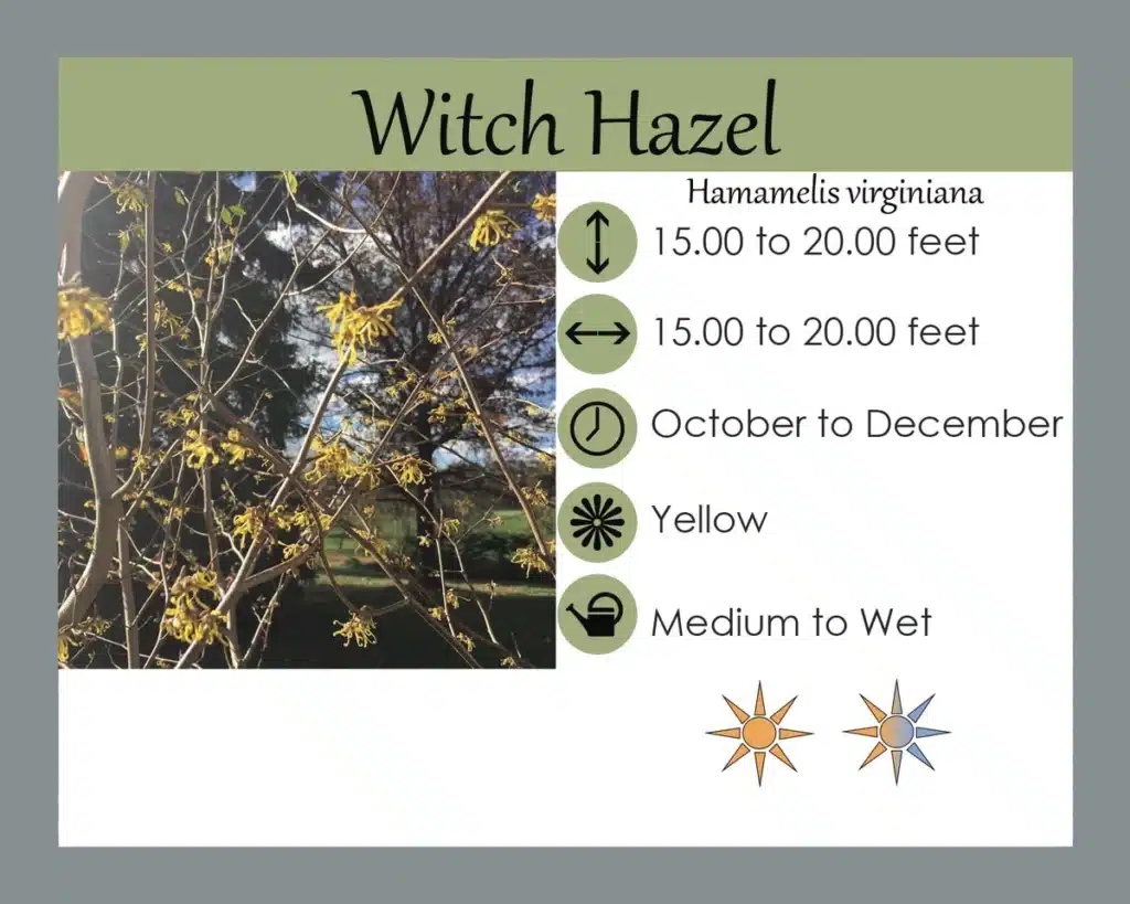 The Common American Native Witch Hazel: Hamamelis virginiana