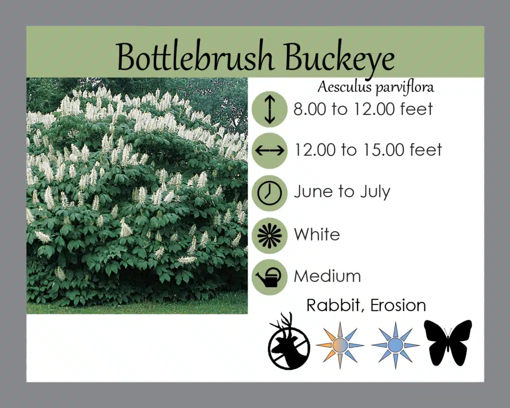 Aesculus parviflora Bottlebrush Buckeye