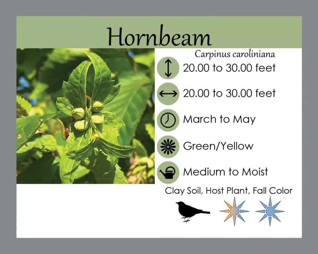 Hornbeam Carpinus caroliniana info sign