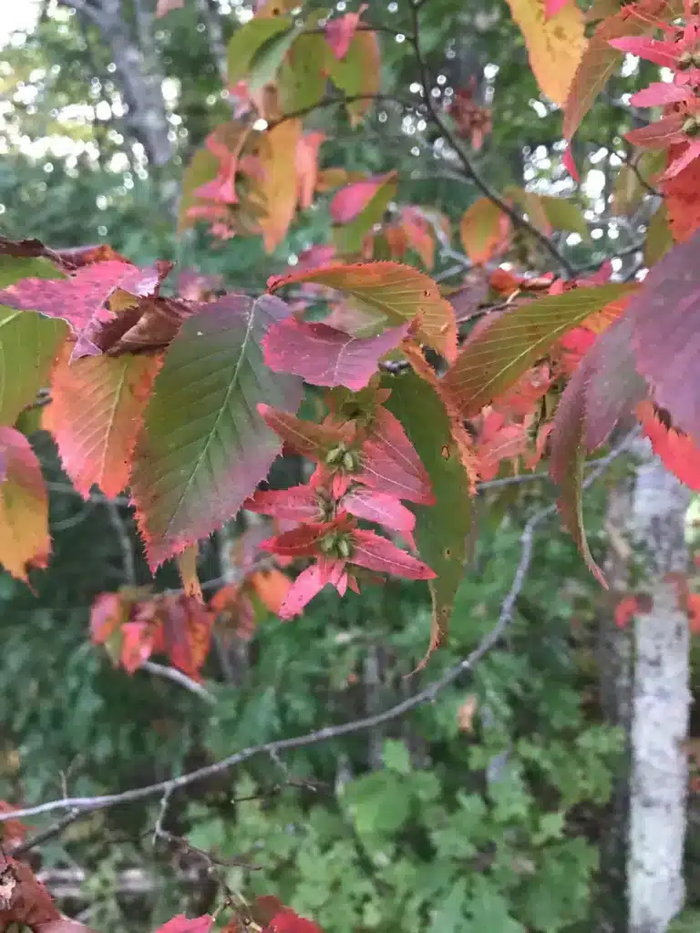 Fall leaf color