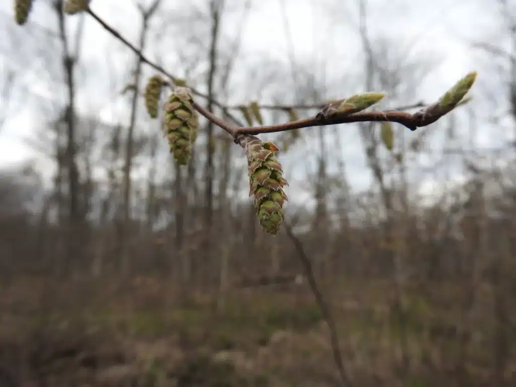 Catkins