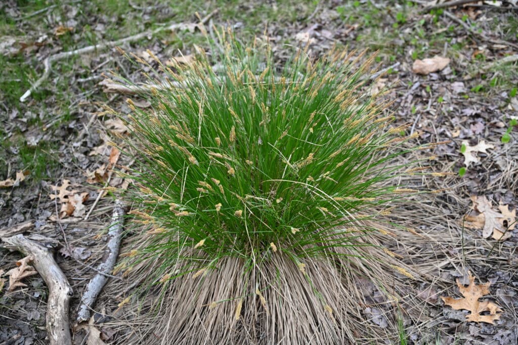 tussock sedge