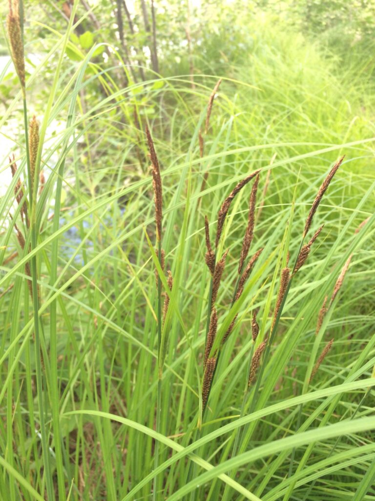 tussock sedge 3