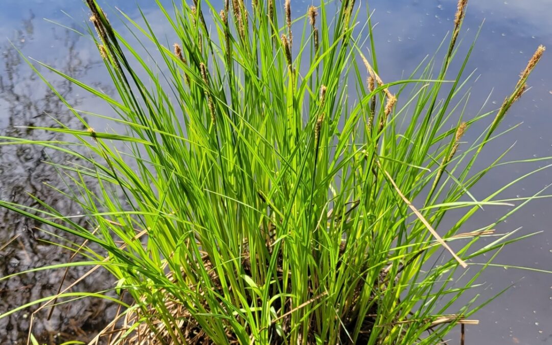 Native grasses for wet areas Maryland: Carex Stricta – Tussock sedge