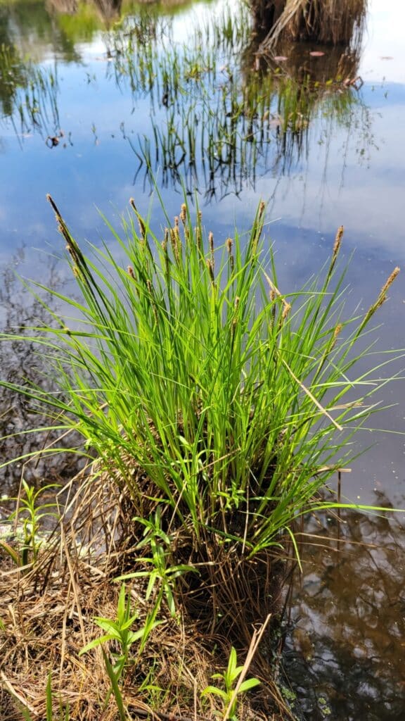 tussock sedge2