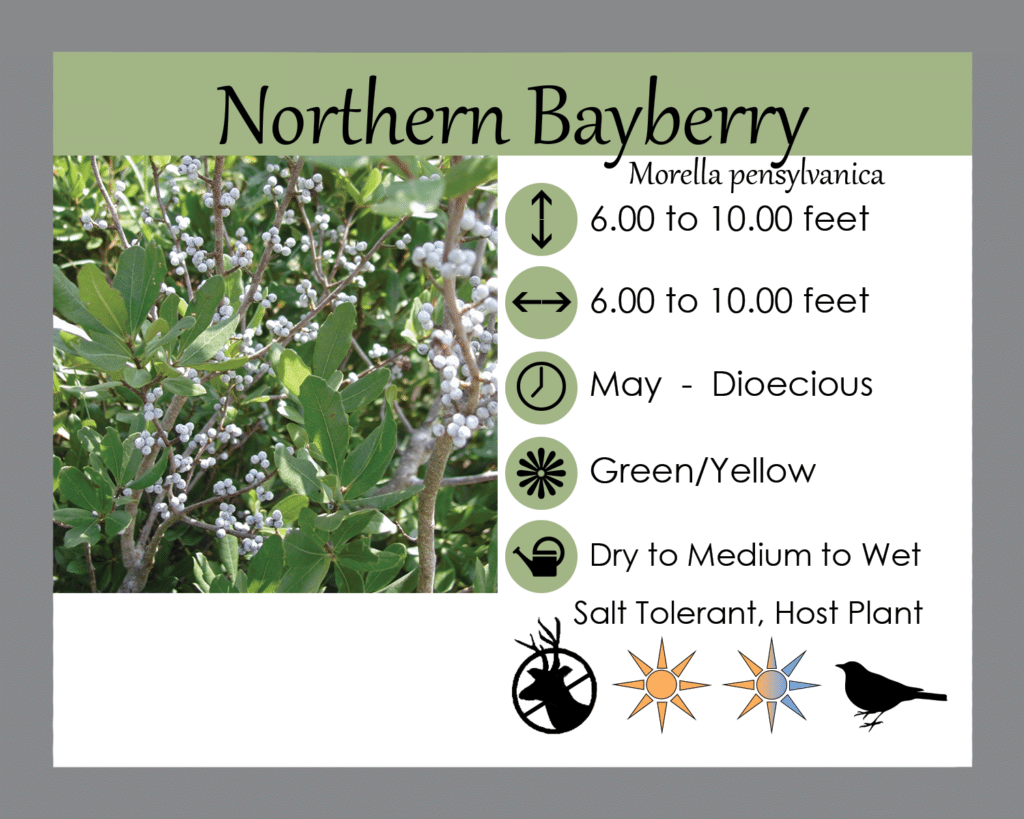 Morella pensylvanica - Northern Bayberry LGS sign