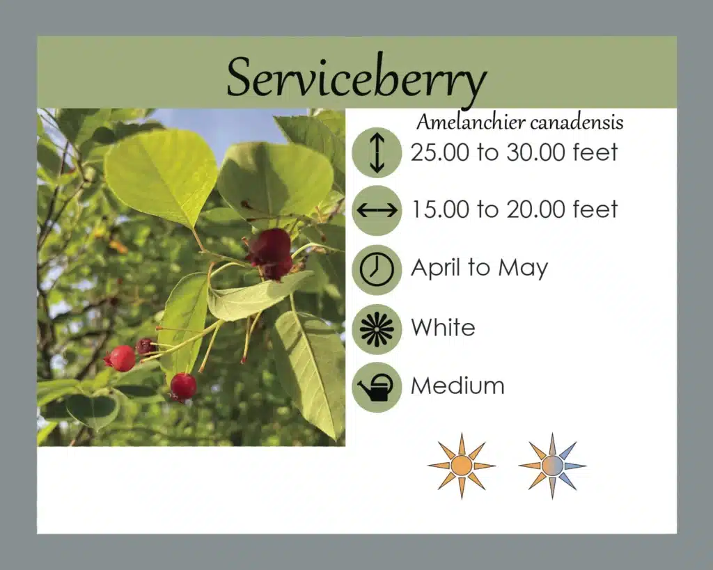 Serviceberry