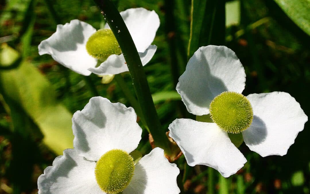 Maryland Native plants for ponds: Sagittaria latifolia – Duck Potato