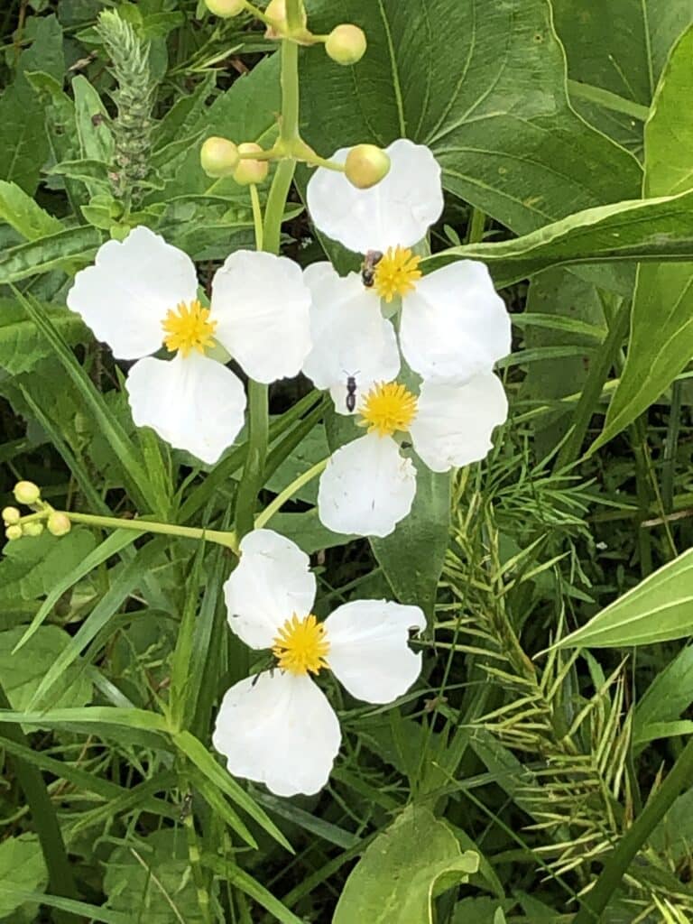 duck potato flowers and bee