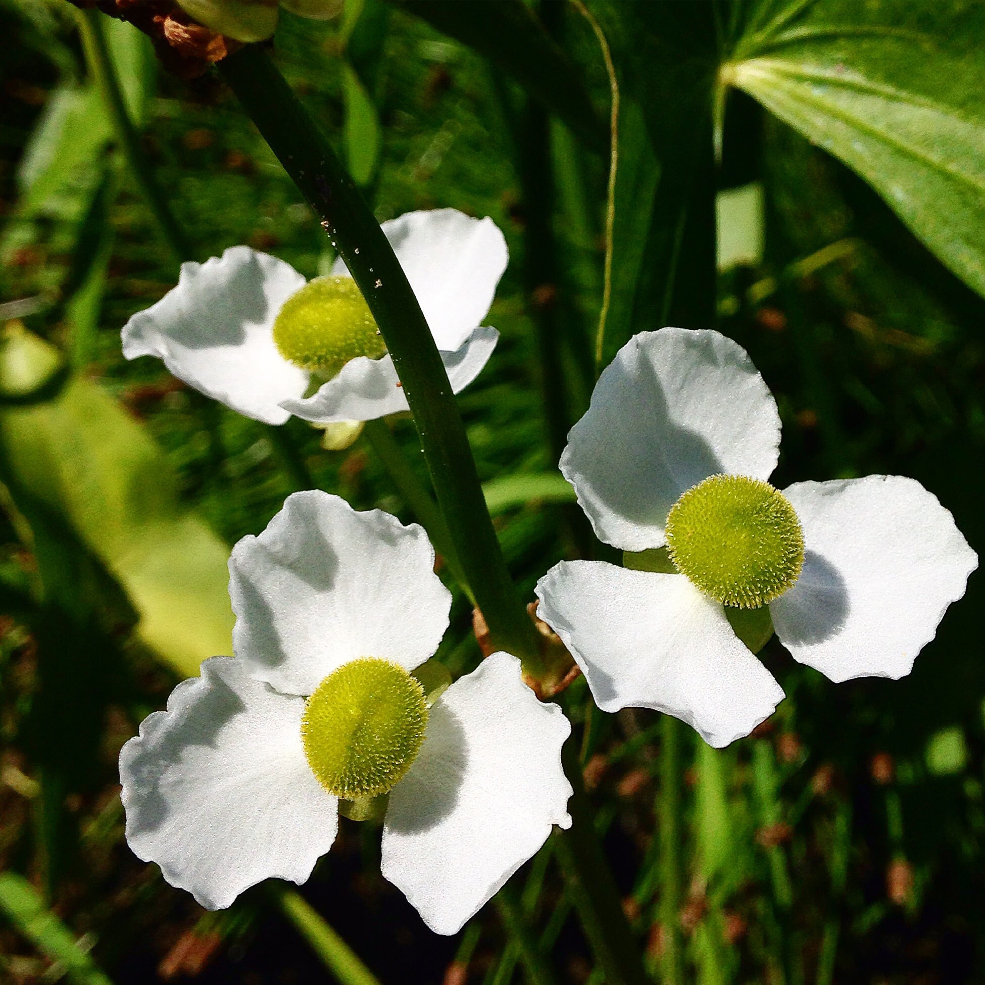 duck potato flowers