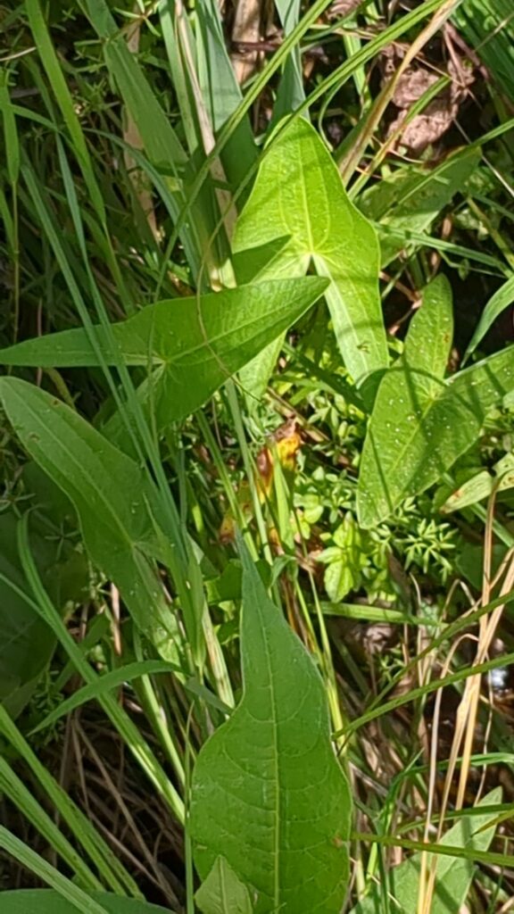 duck potato foliage