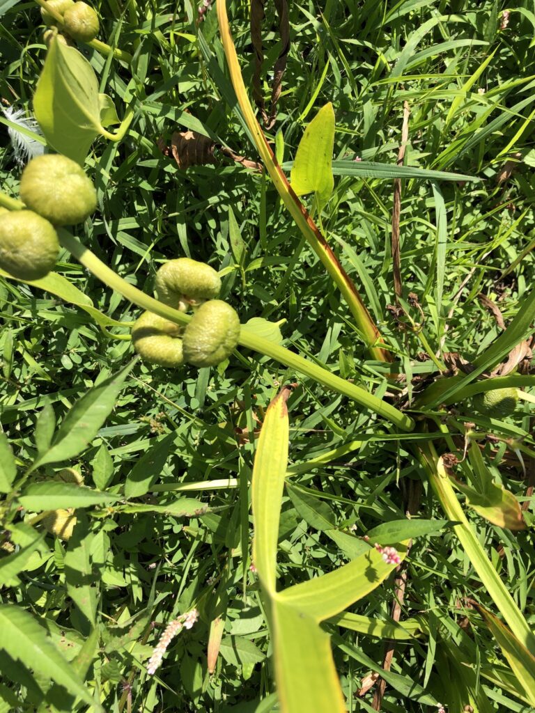 duck potato seed pods