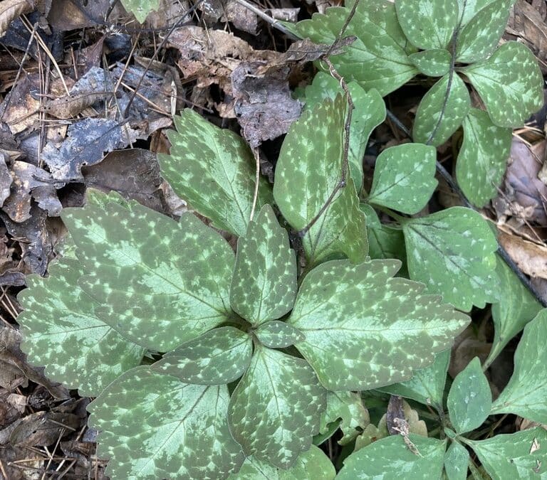 Native evergreens in Maryland: Pachysandra procumbens – Alleghany Spurge