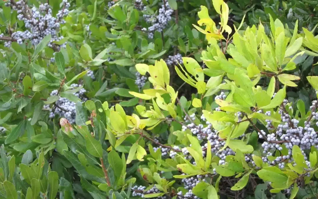 Native Plants for Privacy Screening: Morella pensylvanica – Northern Bayberry
