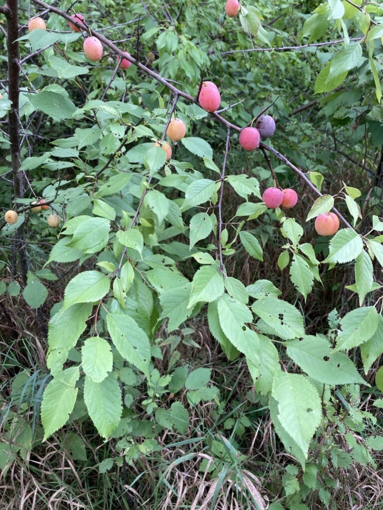 plum tree