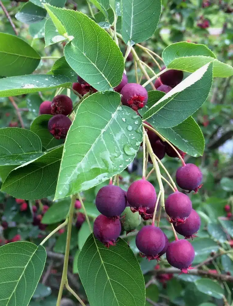 servicberry berries