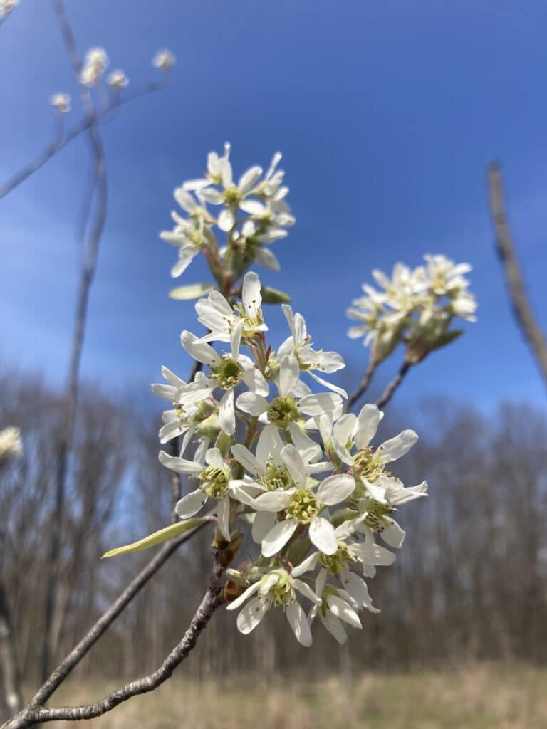 serviceberry blooms