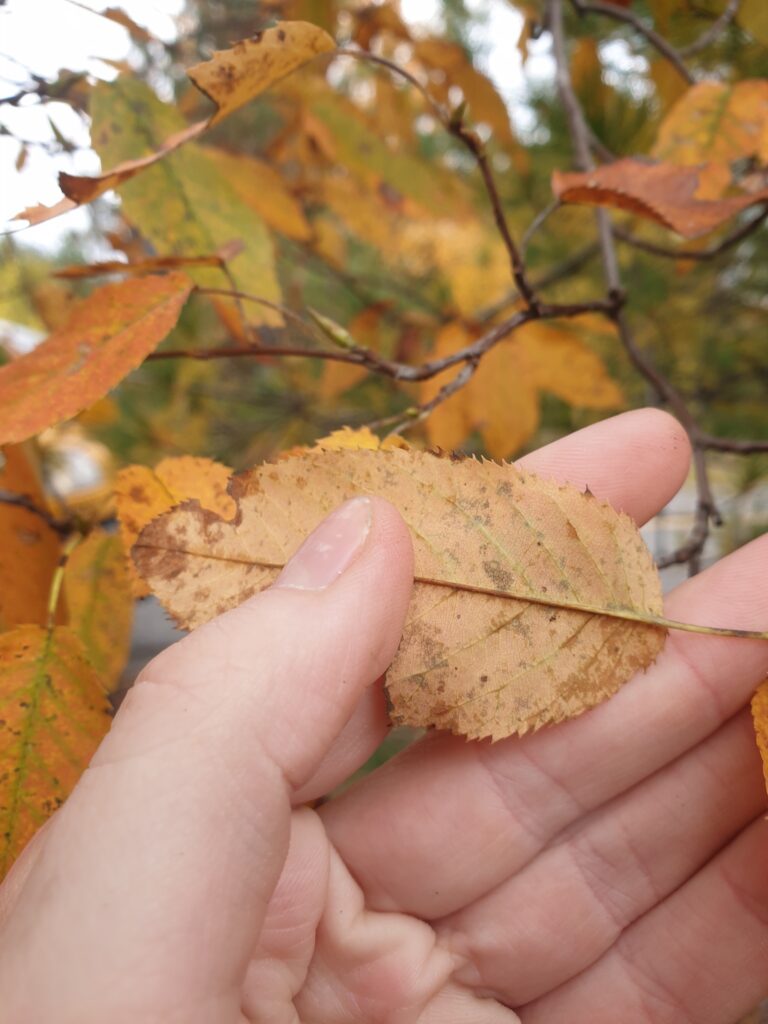 serviceberry fall