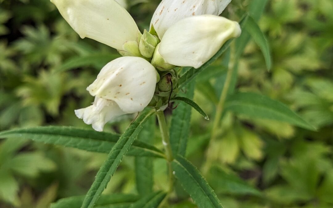 Native Plants for late summer Blooms Chelone glabra – Turtlehead