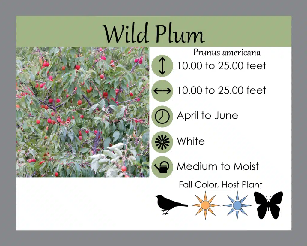 wild plum