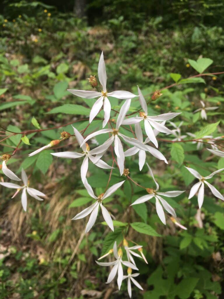 Bowmans root flowers