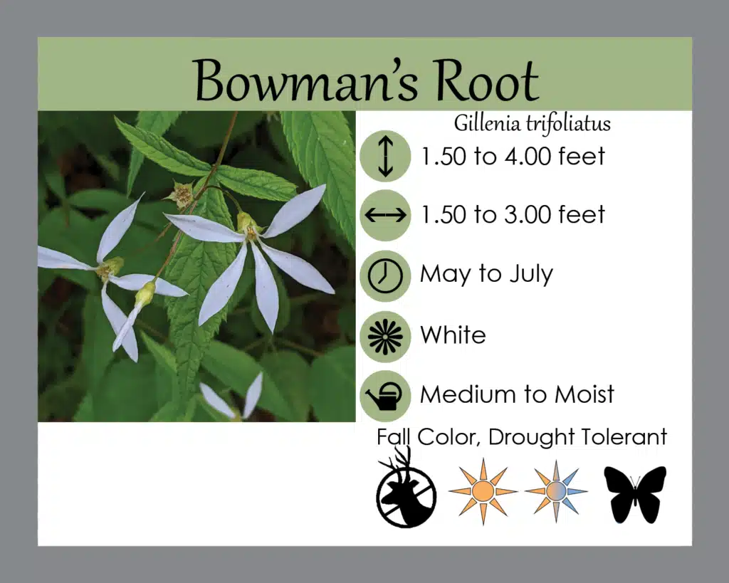 Bowmans root info card