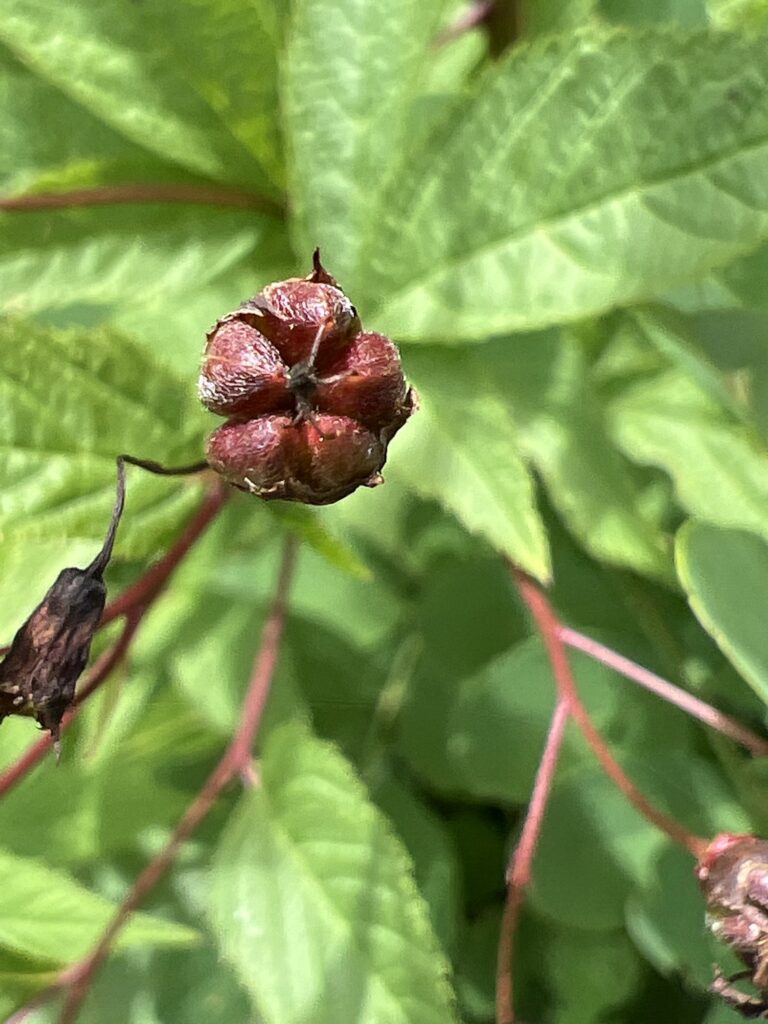 Bowmans root seedpod