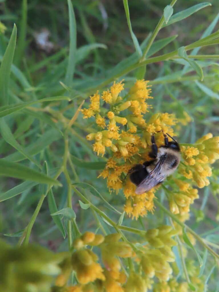 Euthamia graminifolia