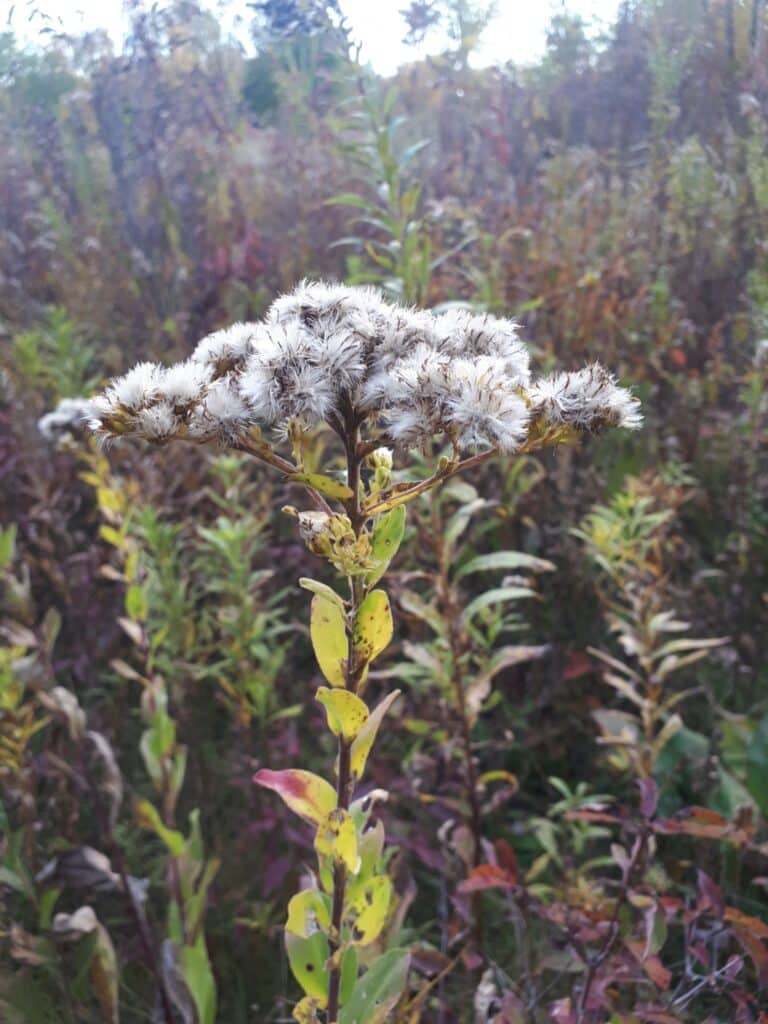 Solidago rigida seeds